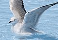 Red-billed gull (J)