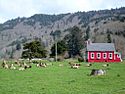 Roosevelt Elk at Schoolhouse.jpg