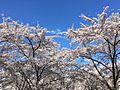 Sakura Amsterdamse Bos