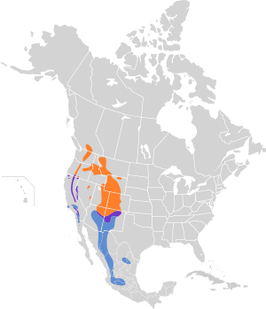 Sphyrapicus thyroideus map.svg