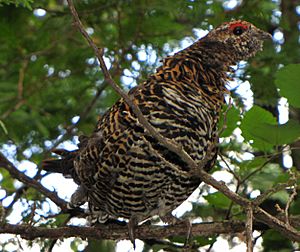 Spruce Grouse