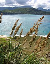 Starr 050224-4513 Eragrostis variabilis