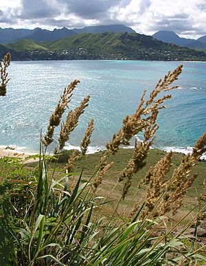 Starr 050224-4513 Eragrostis variabilis.jpg