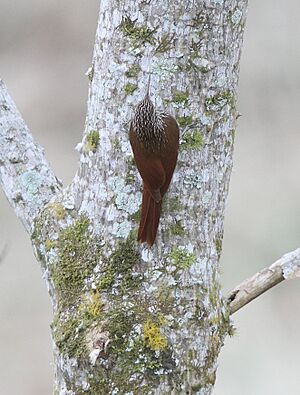 Streak-headed Woodcreeper