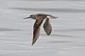 Terek Sandpiper (Xenus cinereus) (8079446567)