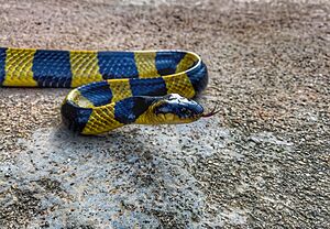 The Banded Krait.jpg