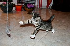 2006-07-09 katze2