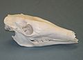 Aardvark skull