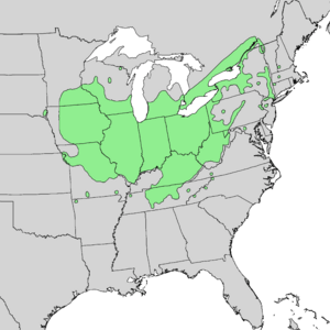 Acer nigrum range map 1.png