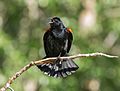 Agelaius phoeniceus male, Yosemite National Park - Diliff