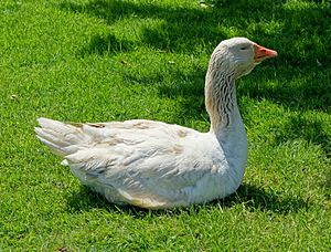 American Buff goose - Lost Gardens of Heligan - Cornwall, England - DSC02802