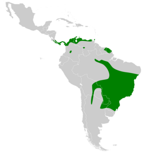 Antrostomus rufus map.svg