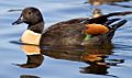 AussieShelduck