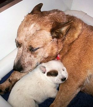 Australian Cattle Dog puppy