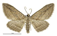 Austrocidaria arenosa male.jpg