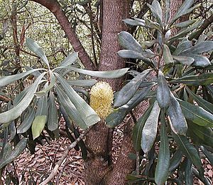 B integrifolia compar