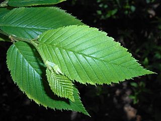 Betula alleghaniensis 2017-05-23 0587