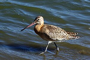 Black-tailed godwit (limosa limosa)