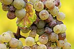 Botrytis riesling