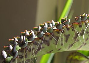 Bryophyllum daigremontianum nahaufnahme1