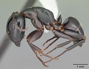 Camponotus nearcticus casent0103689 profile 1.jpg