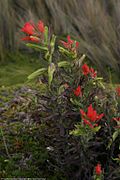 Castilleja pumila.jpg