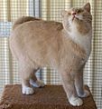 Catbalu Cuddleton british shorthair