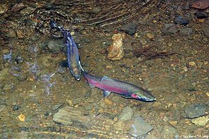 Coho salmon pair