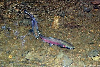 Coho salmon pair.jpg