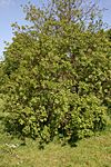 Cotinus-obovatus-habit.JPG