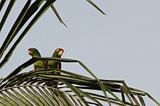 Crimson-fronted parakeet Osa