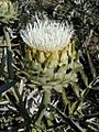 Cynara cardunculus bearing white flowers