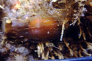 Dark shyshark egg case