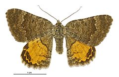 Dasyuris enysii female.jpg