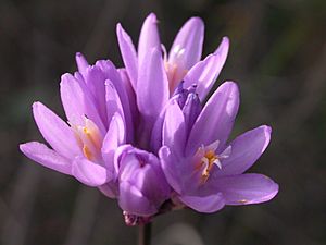 Dichelostemma capitatum 2003-02-04.jpg