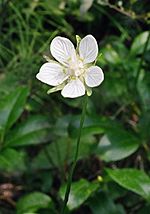 DwNorthernGrassofParnassus