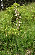 Epipactis palustris 230705