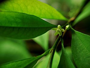 Erythroxylum novogranatense