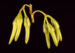 Eucalyptus aspratilis buds