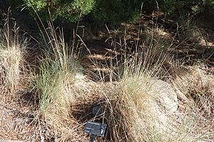 Festuca californica - Leaning Pine Arboretum - DSC05647.JPG