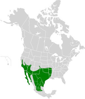 Geococcyx californianus map.svg