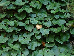 Hedera canariensis Gomera