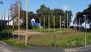 Humle (Humulus lupulus)-2017-Ystad