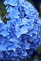 Hydrangea flowers in the rain