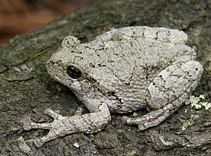 Hyla chrysoscelisPCCA20060401-2867B