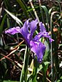 Iris douglasiana