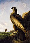 John James Audubon - Washington Sea Eagle