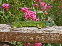 Lacertidae - Lacerta bilineata