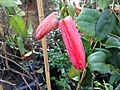 Lapageria rosea fruit