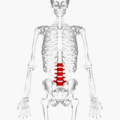 Lumbar vertebrae animation